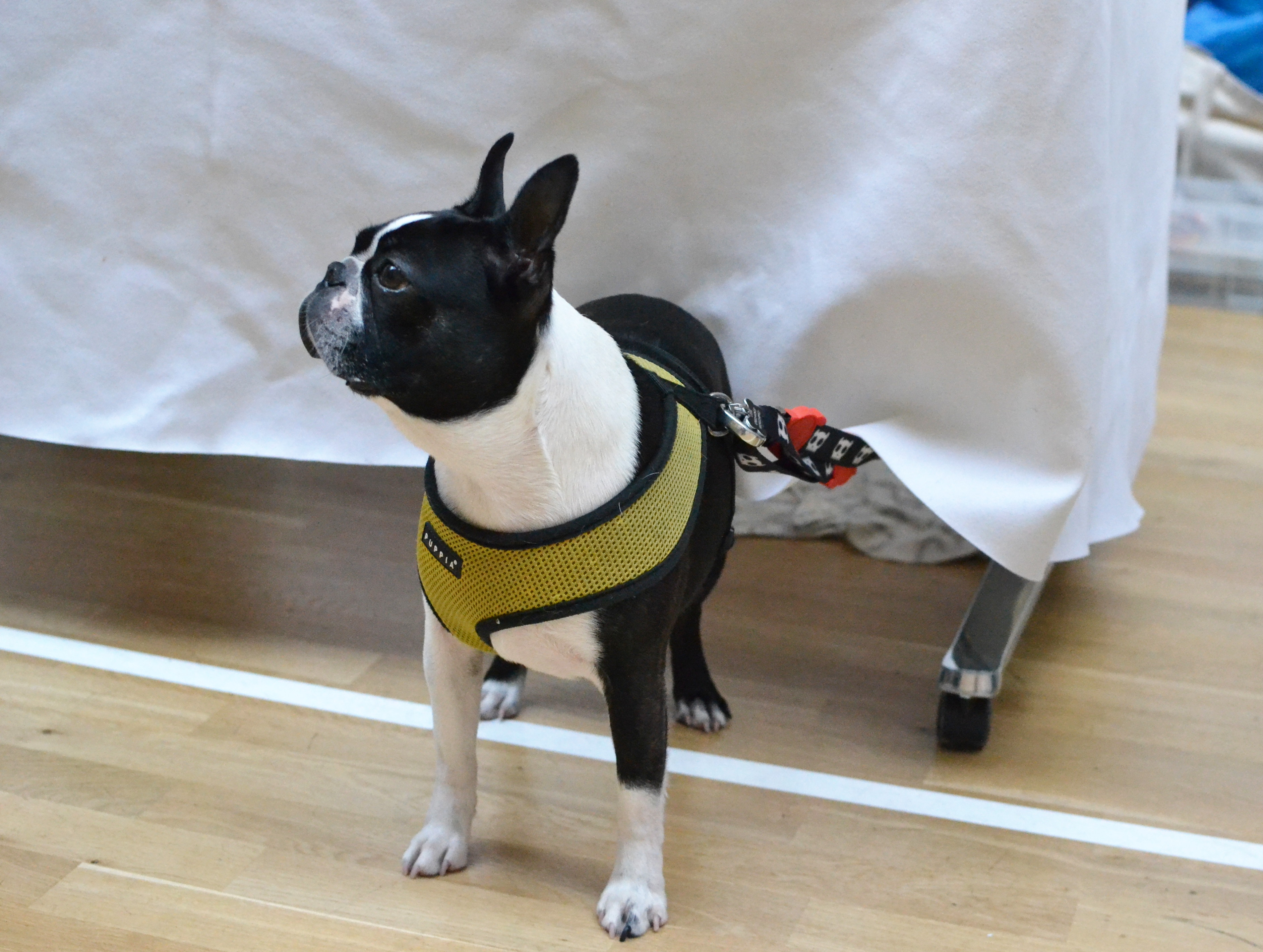 A very well-behaved dog on the Holodeck stall