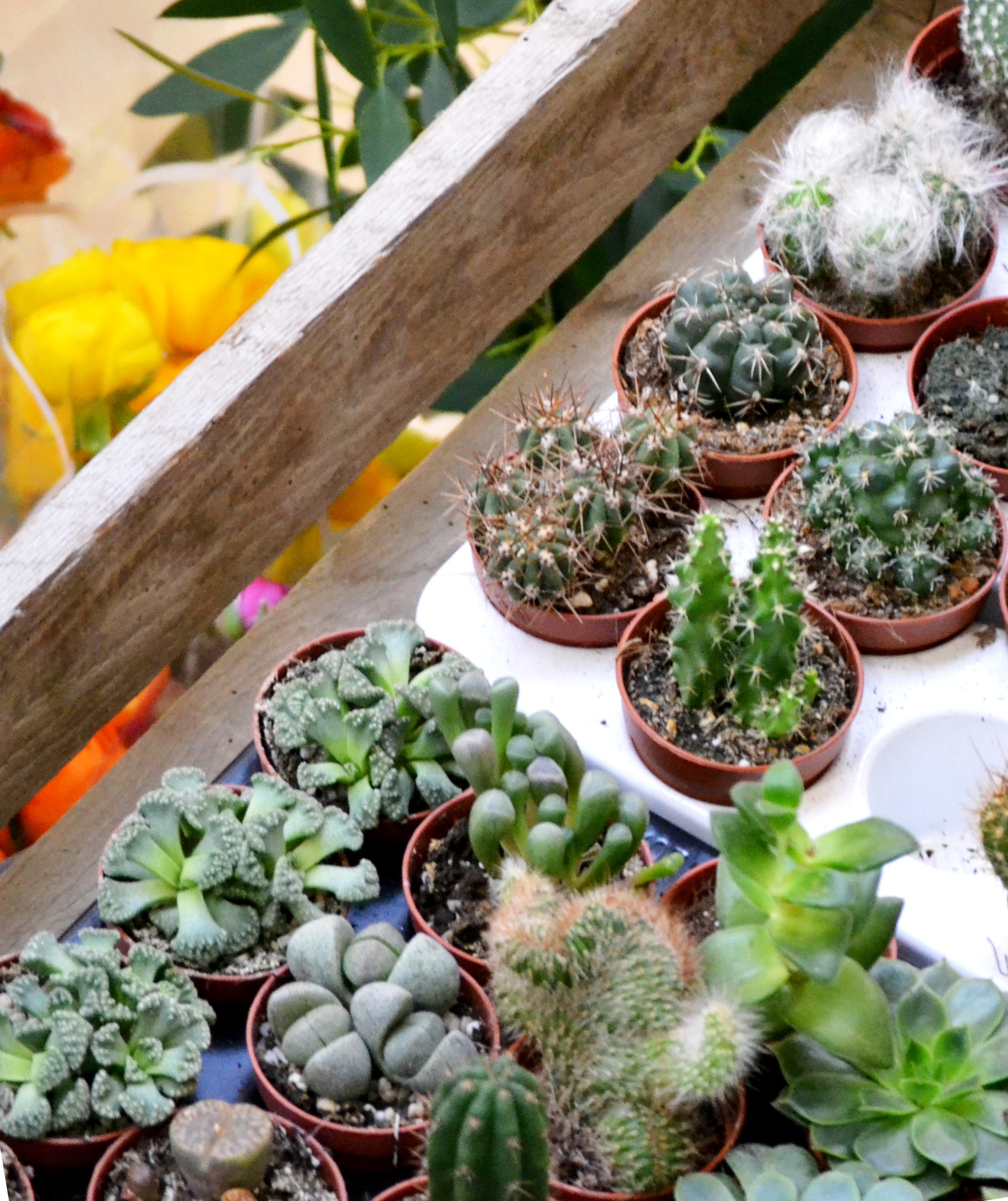 A selection of the plants from Isherwood & Co