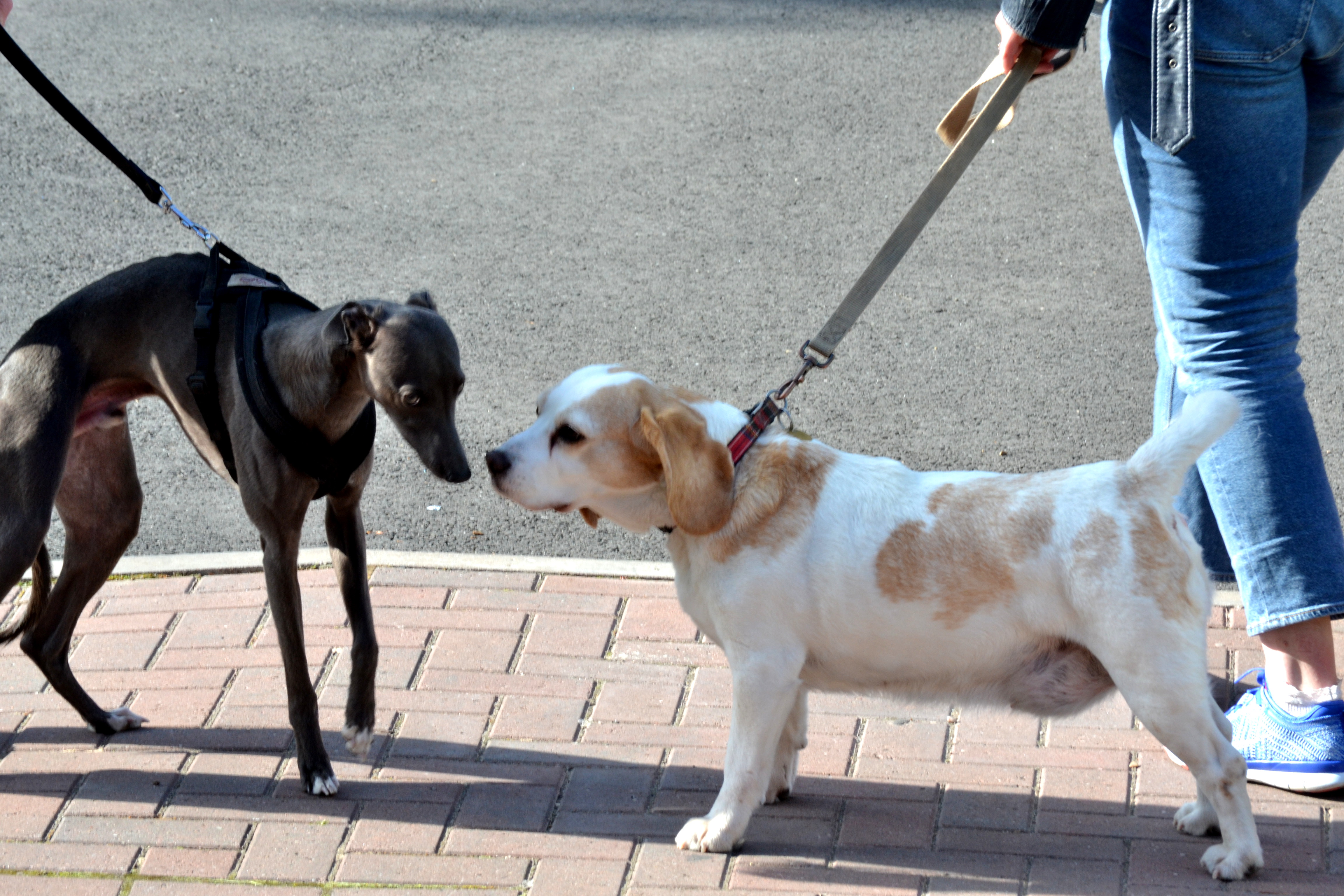 Four-footed friends